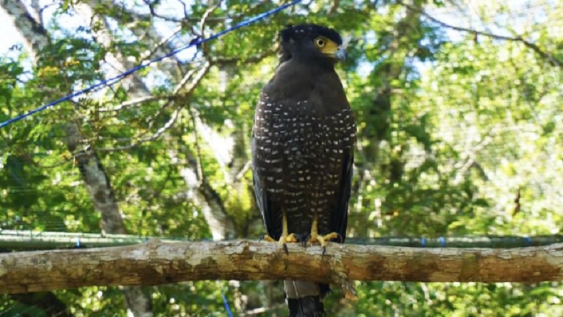 Berbagai Jenis Satwa Dilepasliarkan di Pulau Sempu, Elang Ular Bido hingga Landak Jawa