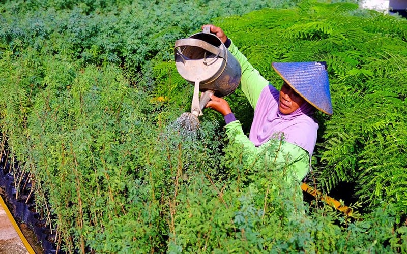 Tingkatkan Pemakaian Bahan Bakar Alternatif Ramah Lingkungan, SIG Tanam Pohon Kaliandra Merah - Bagian 1