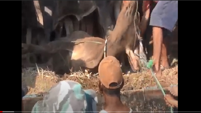 Tertahan Lama di Pelabuhan, Sejumlah Sapi Kurban Mati