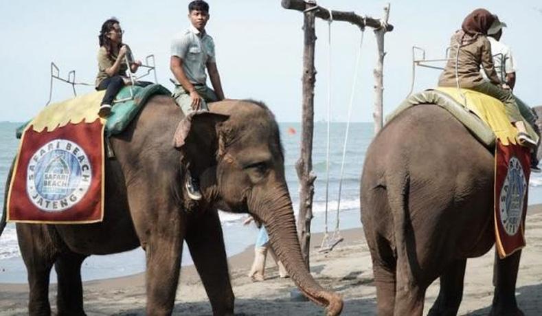 Viral Wisata Jalan-jalan Naik Gajah di Pinggir Pantai Batang