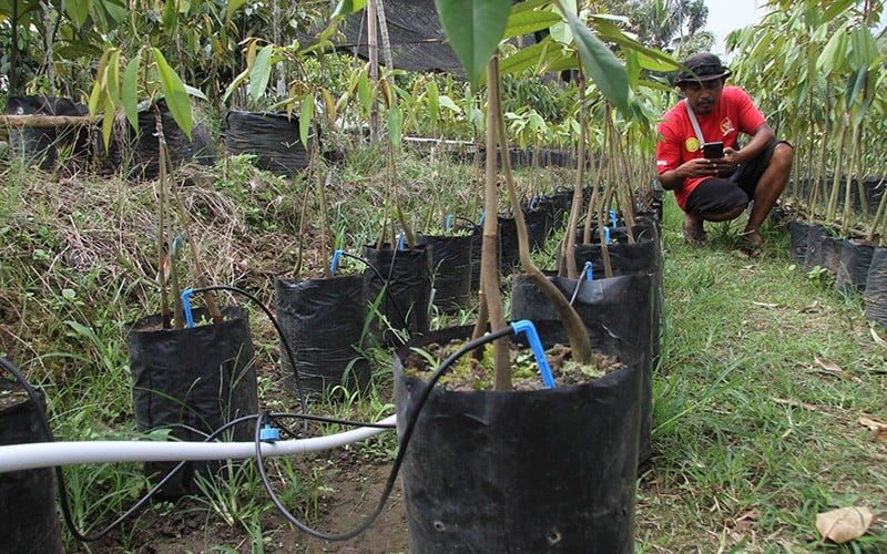 Petani Gunakan Teknologi Digital untuk Tingkatkan Produktivitas  - Bagian 1