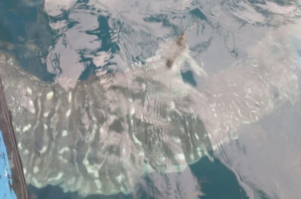 Menikmati Serunya Wisata Hiu Paus di Pantai Botubarani Gorontalo