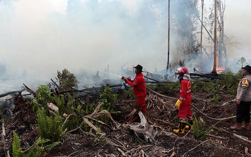 Kebakaran 100 Hektare Hutan Gambut di Sumatera Barat - Bagian 3