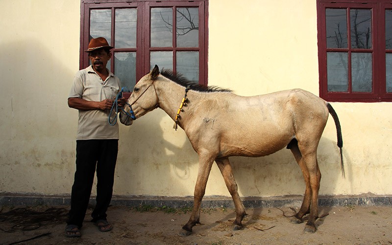 Melihat Pasar Jual Beli Kuda di Jeneponto, Harga hingga Rp30 Juta - Bagian 3