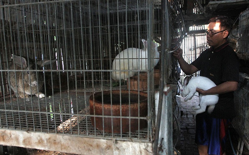 Peternak Kelinci Kewalahan Penuhi Permintaan Tinggi di Ngawi - Bagian 2
