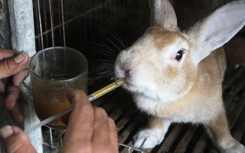 Peternak Kelinci Kewalahan Penuhi Permintaan Tinggi di Ngawi - Bagian 1