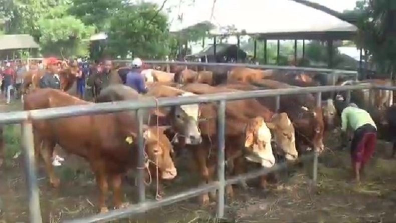 2 Ekor Sapi Terjangkit LSD di Pasar Hewan Purwakarta, Pemeriksaan Diperketat 