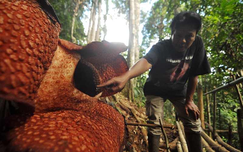 Bunga Rafflesia Arnoldi Tumbuh Mekar Sempurna di Bukit Daun Bengkulu - Bagian 2