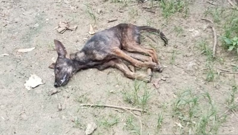 Warga Terinfeksi Rabies di Timor Tengah Selatan Kembali Bertambah, Kini 46 Orang