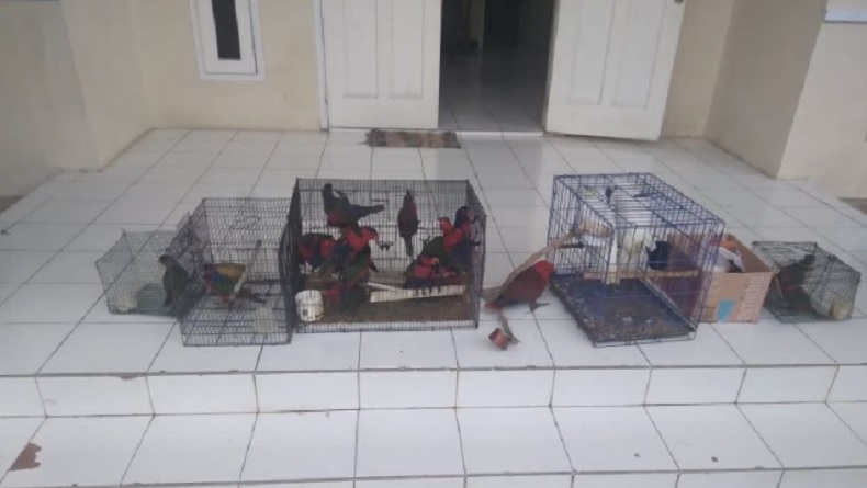 Puluhan Satwa Dilindungi Kembali Diamankan Petugas di Saumlaki, Burung Nuri hingga Kakaktua