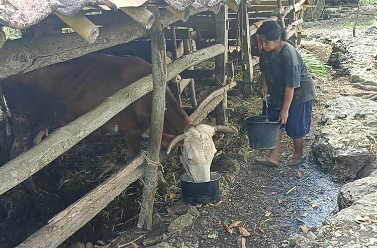 Warga Panggang Gunungkidul Mulai Jual Ternak untuk Beli Air Bersih