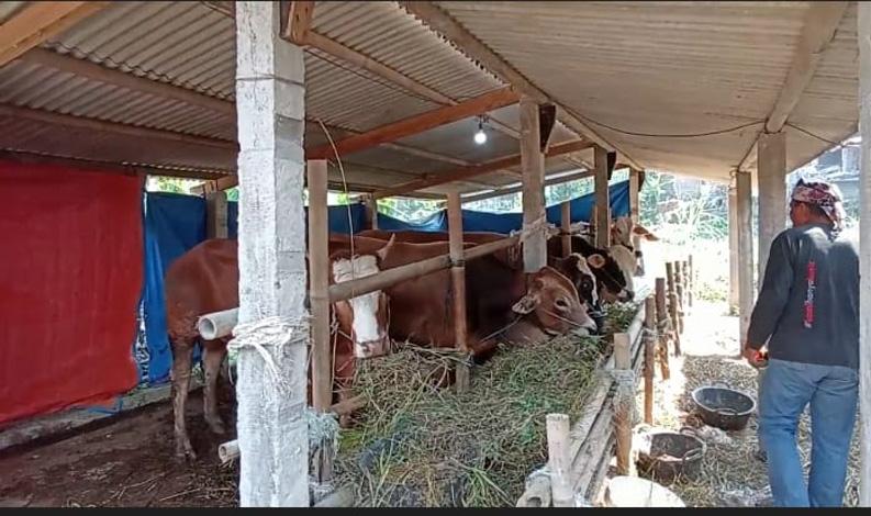 Jelang Idu Adha, Peternak dan Penjual Hewan Kurban di Kendal Kebanjiran Pesanan