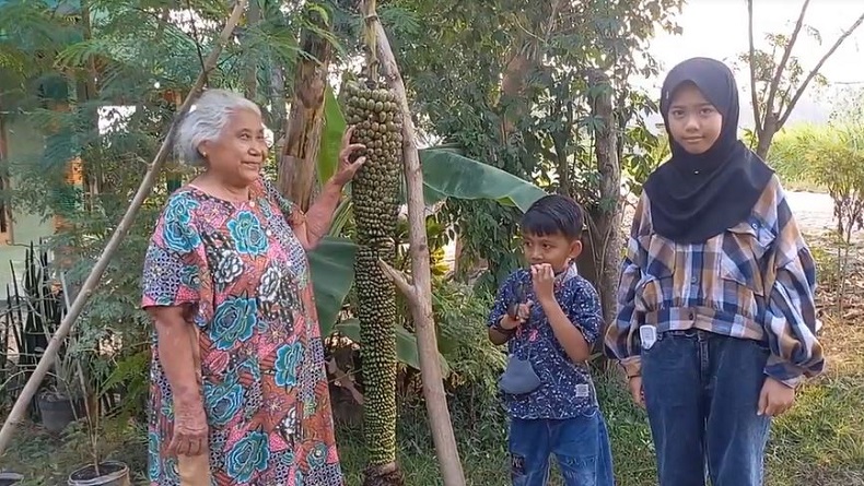 Unik, Pohon Pisang di Blora Miliki Tandan dengan Panjang 2 Meter 