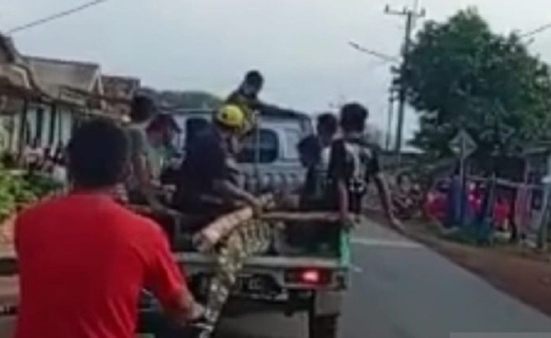title Warga Bangka Tangkap Buaya 3 Meter yang Mangsa Nelayan hingga Tewas Warga Bangka Tangkap Buaya 3 Meter yang Mangsa Nelayan hingga Tewas