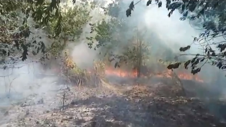 Kebakaran Hutan Dan Lahan Di Palangka Raya Meluas, Api Mendekati Pondok ...