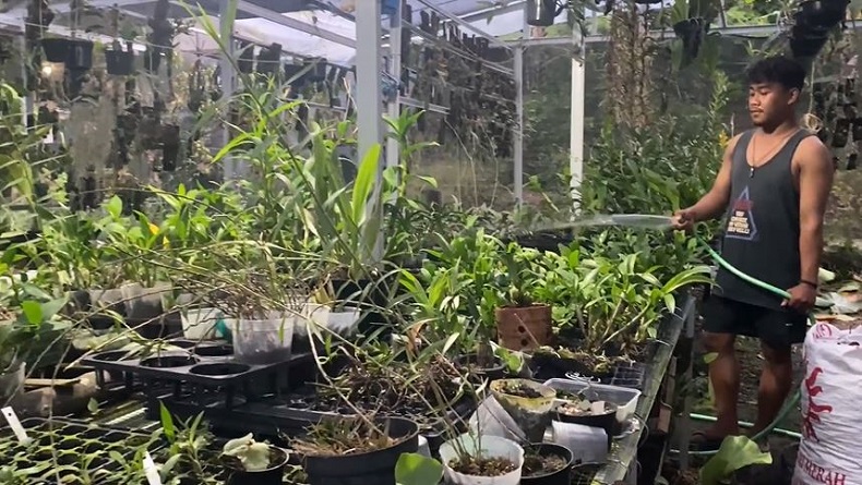 Budi Daya Anggrek di Pekarangan, Remaja Asal Banjarnegara Raup Omzet Menggiurkan