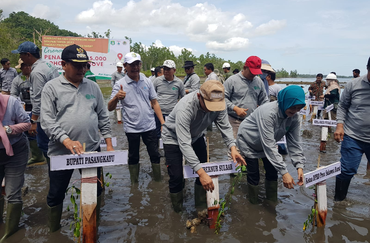 Hari Lingkungan Hidup, Bupati Pasangkayu Hadiri Penanaman 85.000 Mangrove