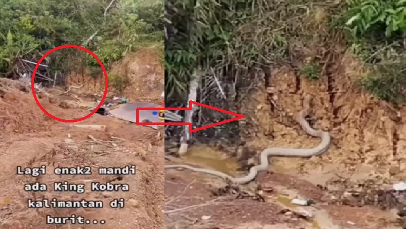 Viral King Kobra Kalimantan Berukuran Besar Kagetkan Warga Mandi, Netizen: Ngeri-Ngeri Sedap