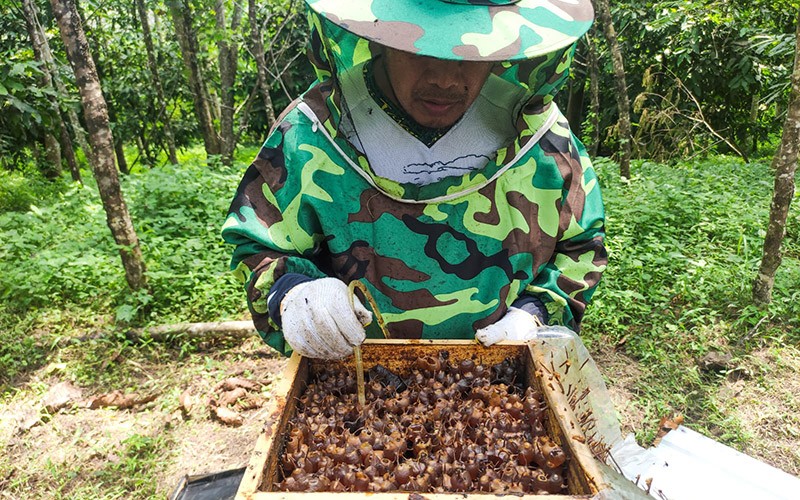 Melihat Budi Daya Lebah Trigona di Lahan Pascatambang Semen Baturaja - Bagian 2