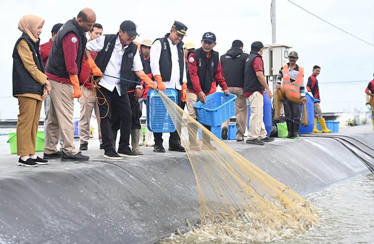 Panen Udang di Kebumen, Menteri Kelautan dan Perikanan: Ini Jadi Percontohan Nasional