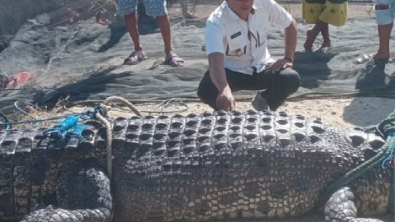 title Buaya Besar Terjaring Nelayan di Desa Bulalo Gorontalo Buaya Besar Terjaring Nelayan di Desa Bulalo Gorontalo