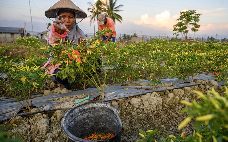 Harga Cabai Rawit Merosot Sejak Sepekan jadi Rp15.000 per Kg - Bagian 2