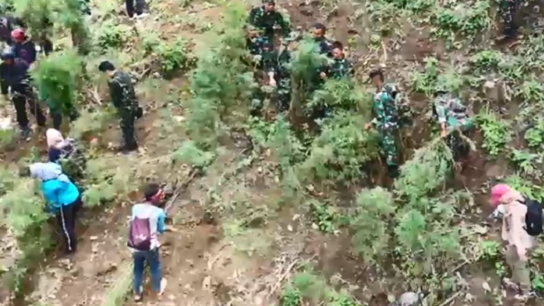 BNN Temukan Ladang Ganja Seluas 1,5 Hektare di Madina, Ada 12.000 Batang