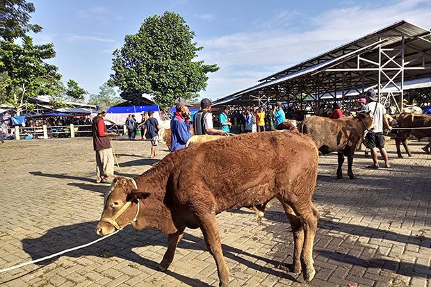 title Bantul Datangkan Ternak dari Luar Daerah untuk Penuhi Permintaan Kurban Bantul Datangkan Ternak dari Luar Daerah untuk Penuhi Permintaan Kurban
