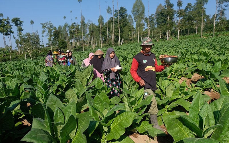 Doa Bersama Petani Tembakau Ucap Syukur Hasil Panen Melimpah - Bagian 2