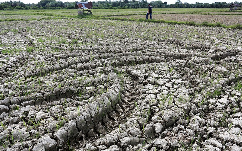 215 Hektare Sawah Kering, Petani Desa Pasir Jambu Terancam Gagal Panen - Bagian 1