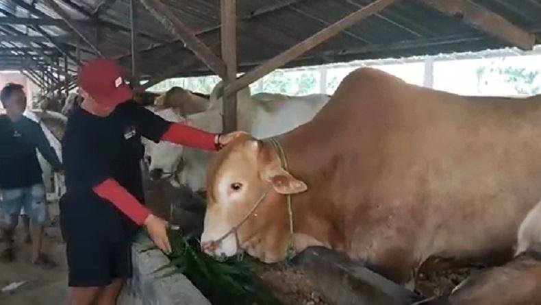 title Sapi Kurban Presiden Jokowi di Bangka Seharga Rp135 Juta, Jenis Limosin Bobot 1,1 Ton Sapi Kurban Presiden Jokowi di Bangka Seharga Rp135 Juta, Jenis Limosin Bobot 1,1 Ton
