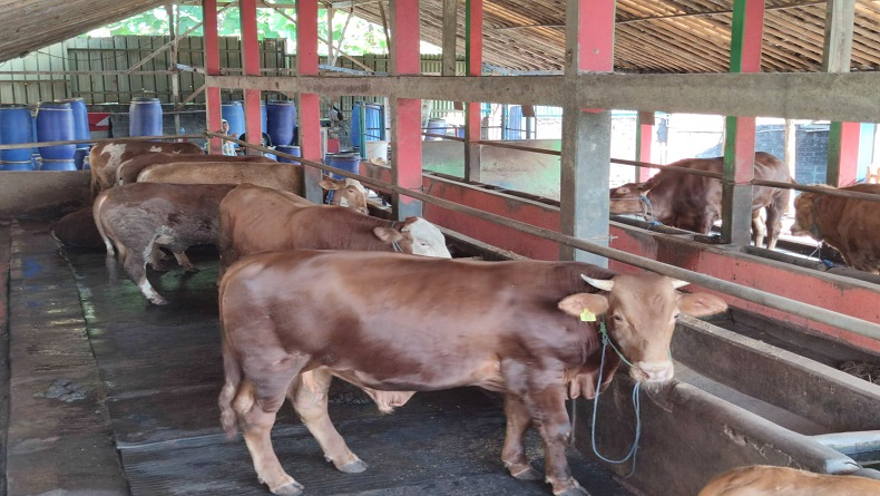 Peternakan di Sukoharjo Kebanjiran Order Hewan Kurban, Sapi Kawin Silang Paling Diminati 