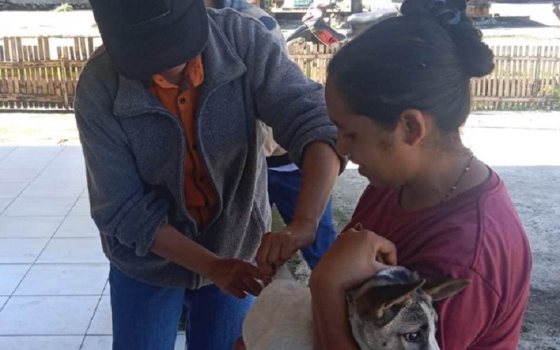 title Basmi Rabies, 4.213 Ekor Anjing di Ngada Divaksin Darurat Basmi Rabies, 4.213 Ekor Anjing di Ngada Divaksin Darurat