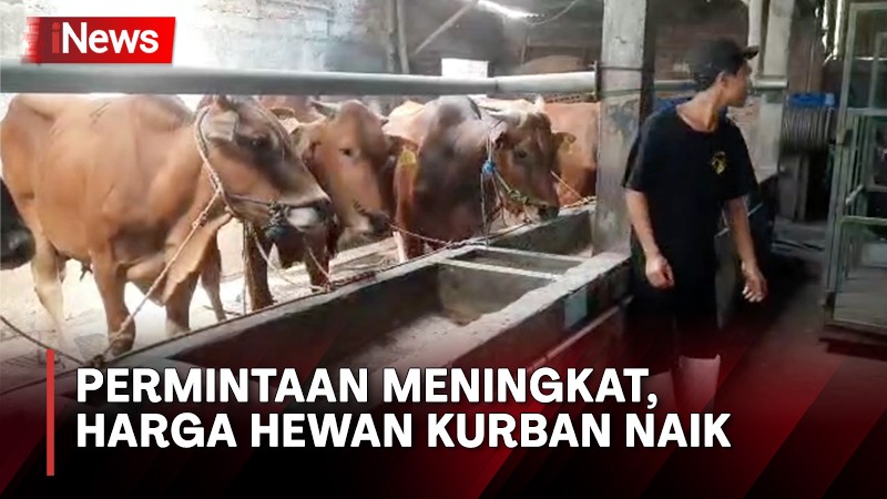 Harga Hewan Kurban Idul Adha 2023 Sapi Dan Kambing, Ini Rinciannya