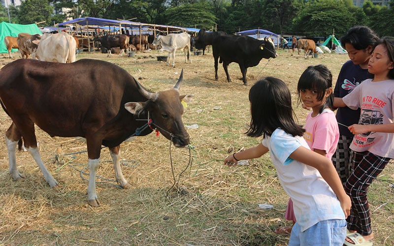 Jelang Idul Adha 2023, Penjual Hewan Kurban Bermunculan di Jakarta - Bagian 3