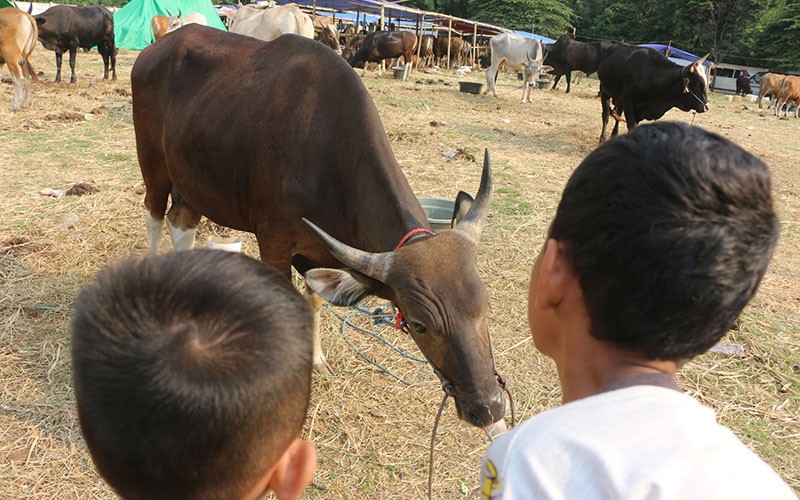 Jelang Idul Adha 2023, Penjual Hewan Kurban Bermunculan di Jakarta - Bagian 2