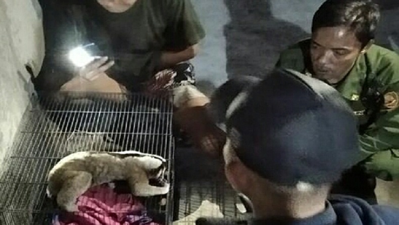 Kukang Jawa Luka Parah akibat Tersengat Listrik, Tim Rescue Bandung Turun Tangan