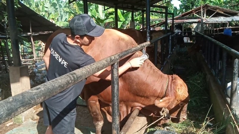 Mengintip Bruno, Sapi Kurban Presiden Jokowi di Jambi Punya Bobot 850 Kg