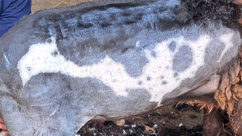 Kambing Kurban Bermotif Lafaz Allah Hebohkan Warga Sukabumi, Sempat Ditawar Rp10 Juta