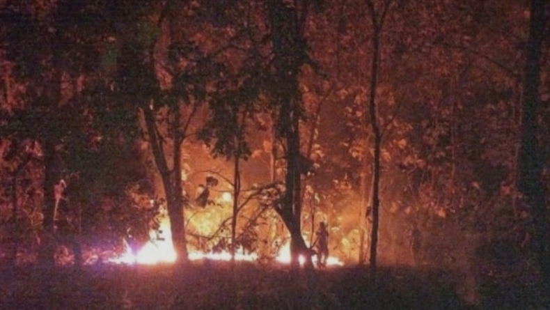 Hutan Jati di Taman Nasional Baluran Situbondo Terbakar, Penyebab Kebakaran Didalami