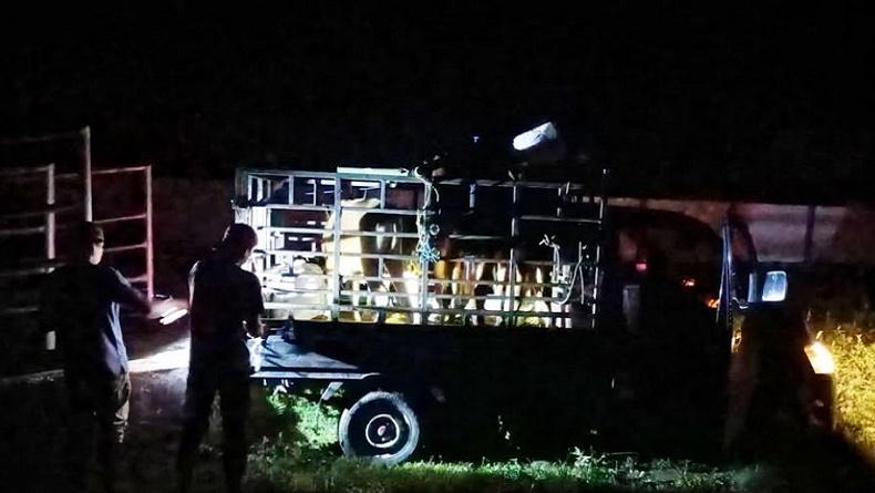 Tak Punya Izin, 2 Sapi Kurban dan 3 Kuda Diamankan Pertugas Karantina di Kolaka Utara