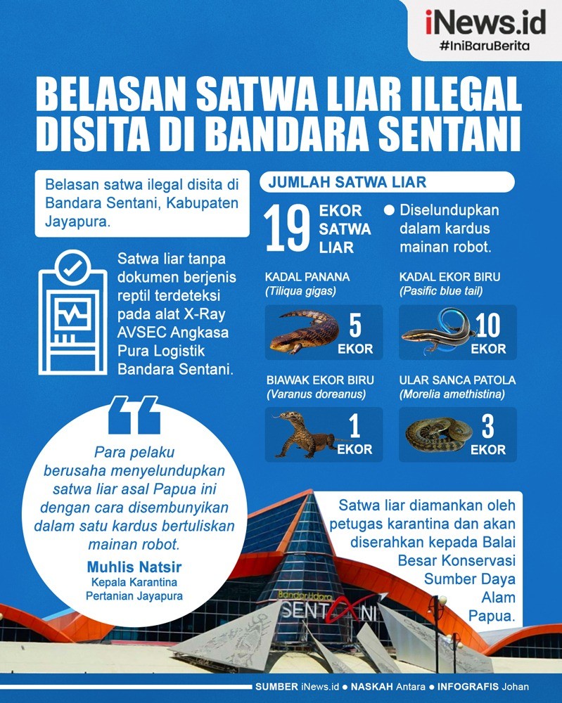 Infografis Penyelundupan Belasan Satwa Liar Digagalkan di Bandara Sentani Jayapura