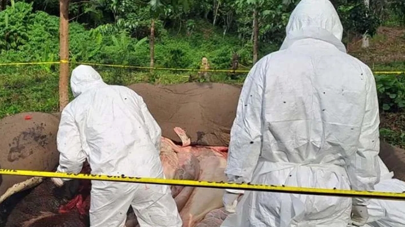 Gajah Betina di Aceh Tengah Ditemukan Mati, Diduga Keracunan