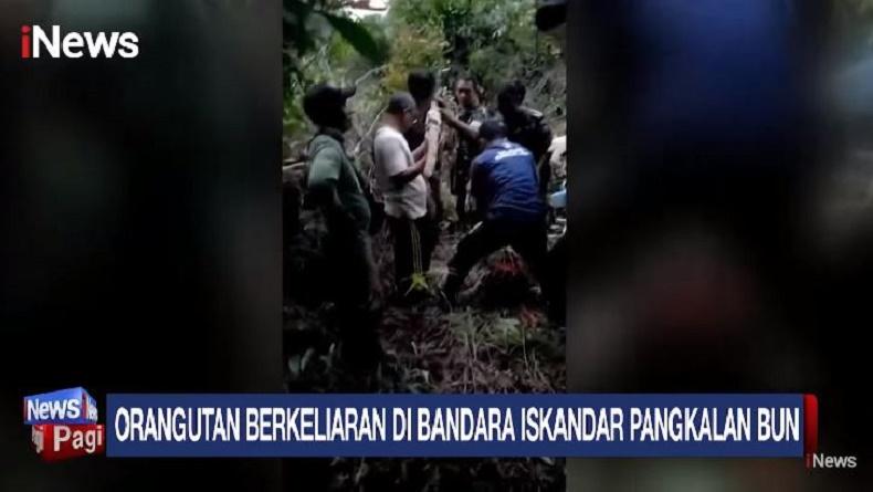 Orang Utan Berkeliaran di Runway Bandara Iskandar Pangkalan Bun, Evakuasi Dramatis