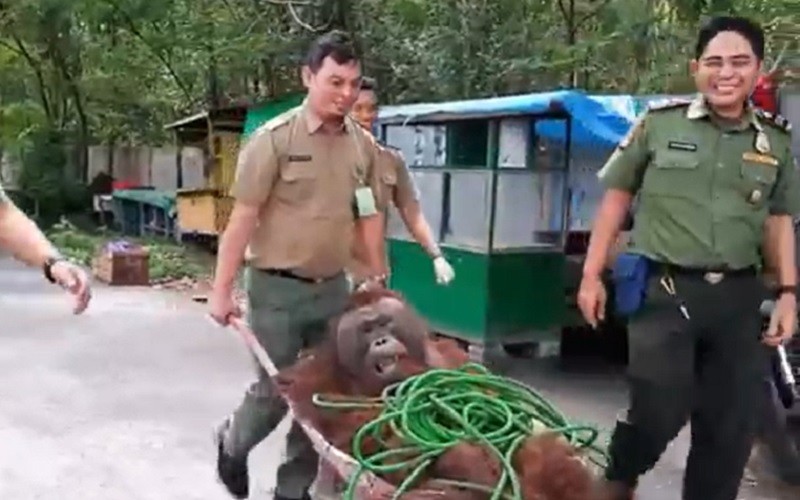 title Tak Mempan Bius, Orang Utan Kabur dari Kandang saat Periksa Kesehatan Tak Mempan Bius, Orang Utan Kabur dari Kandang saat Periksa Kesehatan