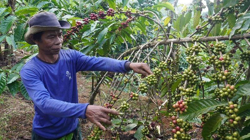 Dampak Intensitas Hujan Malam Hari, Panen Kopi di Batang Menurun