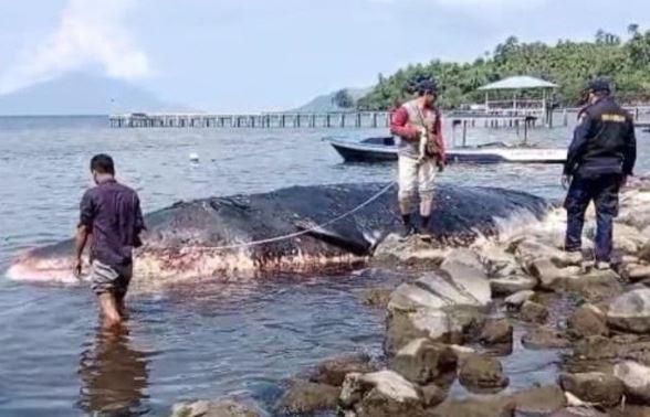 Penampakan Ikan Paus 10 Meter Terdampar di Pantai Seli Maluku Utara