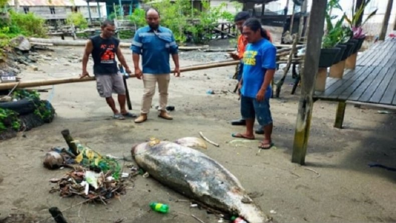 Lumba-Lumba Ditemukan Mati di Pantai Sarangtiung, Diduga Terkena Jaring Nelayan