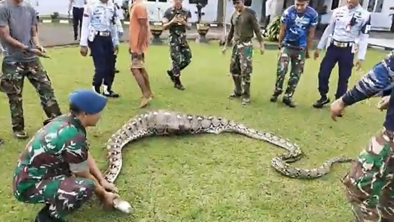 Ular Piton Mati usai Mangsa Rusa Milik TNI AU Lanud Haluoleo, Perut Robek Tertusuk Tanduk