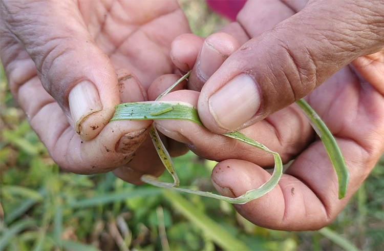 Tanaman Bawang Merah di Gunungkidul Diserang Ulat Grandul, Petani Takut Gagal Panen